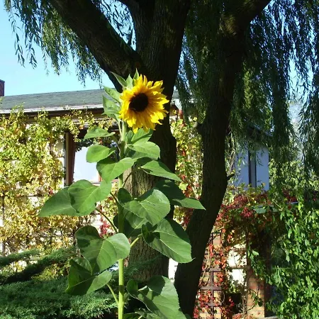 In With Garden Appartement Alt Bukow