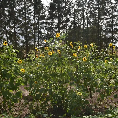 Apartman In Mit Garten *